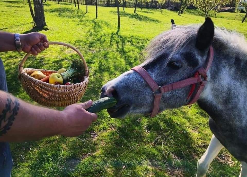 Pensiunea Grădina Ascunsa Bughea de Jos Exterior foto